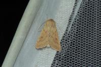 Mythimna vitellina
