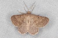 Isturgia murinaria