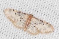 Idaea filicata