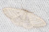 Idaea subsericeata