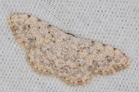 Scopula submutata roseonitens