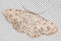 Scopula submutata roseonitens