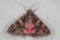 Catocala coniuncta