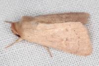 Mythimna ferrago