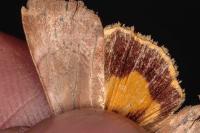 Noctua janthe