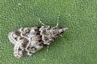 Eudonia mercurella