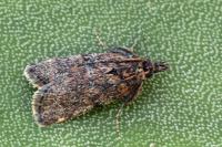 Asarta aethiopella