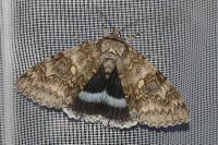 Catocala fraxini