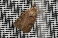 Xestia xanthographa