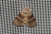 Cymatophorina diluta