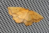 Epione repandaria