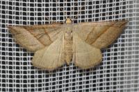 Scotopteryx luridata/mucronata