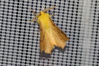 Ennomos alniaria