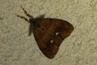 Orgyia antiqua