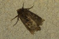 Tholera decimalis
