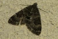 Thera britannica/variata