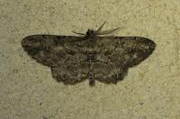 Peribatodes rhomboidaria rhomboidaria