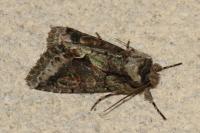 Allophyes oxyacanthae