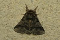 Thaumetopoea processionea