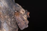 Xestia xanthographa