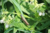 Malacosoma neustria