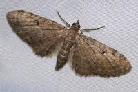 Eupithecia virgaureata