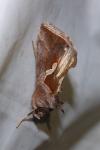 Macdunnoughia confusa
