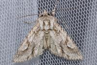 Meganephria bimaculosa