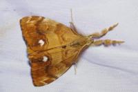 Orgyia antiqua