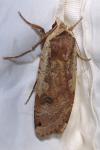 Noctua pronuba