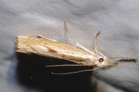 Agriphila geniculea