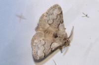 Trichiura crataegi