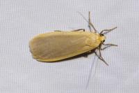 Katha depressa