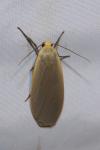 Collita griseola
