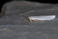 Indalia uniola