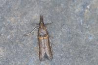 Etiella zinckenella