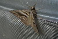 Scotopteryx peribolata