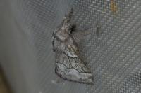 Trichiura crataegi