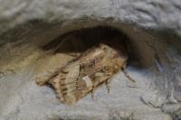 Luperina dumerilii