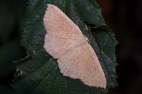 Cyclophora ruficiliaria