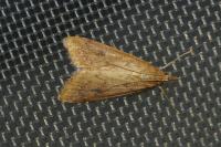 Udea ferrugalis