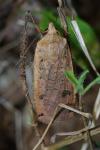 Noctua pronuba