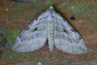 Aplocera plagiata