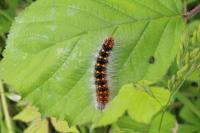 Acronicta auricoma
