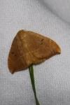 Watsonalla binaria