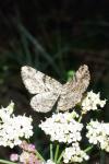 Peribatodes rhomboidaria rhomboidaria