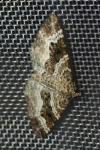 Epirrhoe alternata