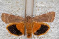 Noctua fimbriata