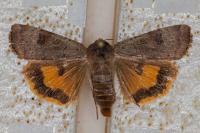 Noctua interposita