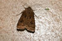 Agrotis bigramma